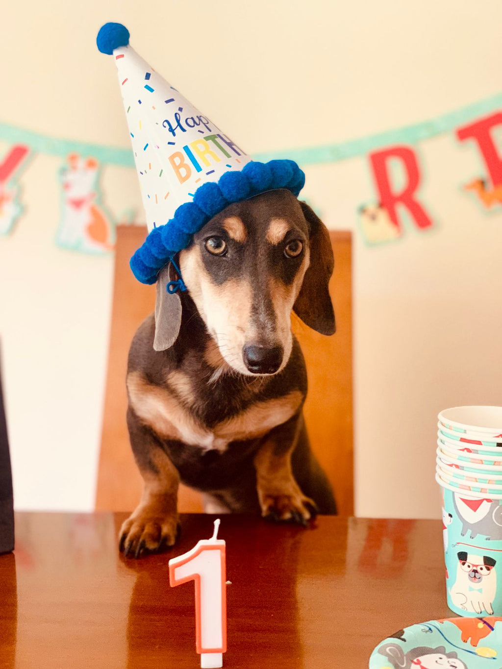 Kit de Fiesta Perritos