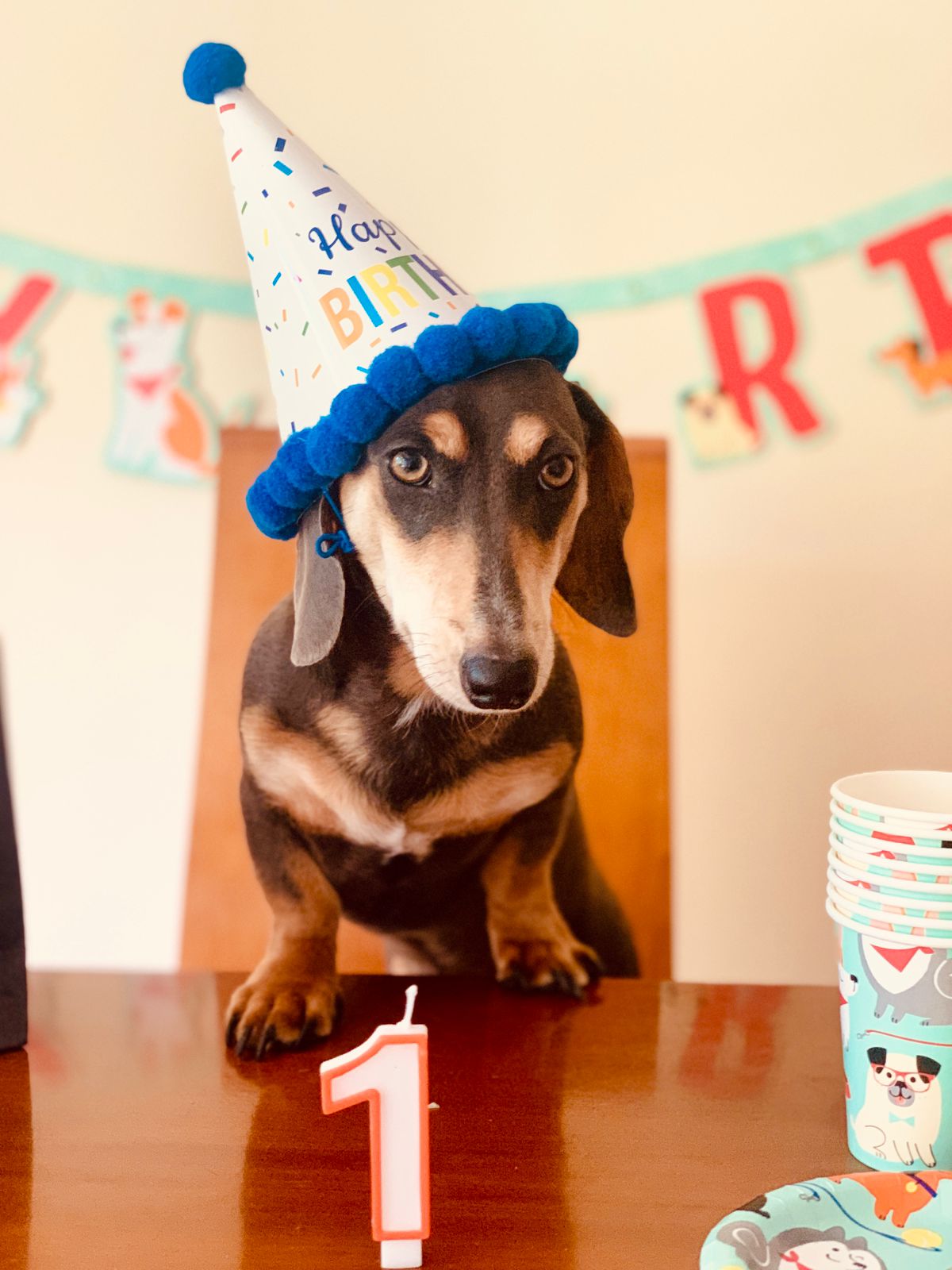 Kit de Fiesta Perritos